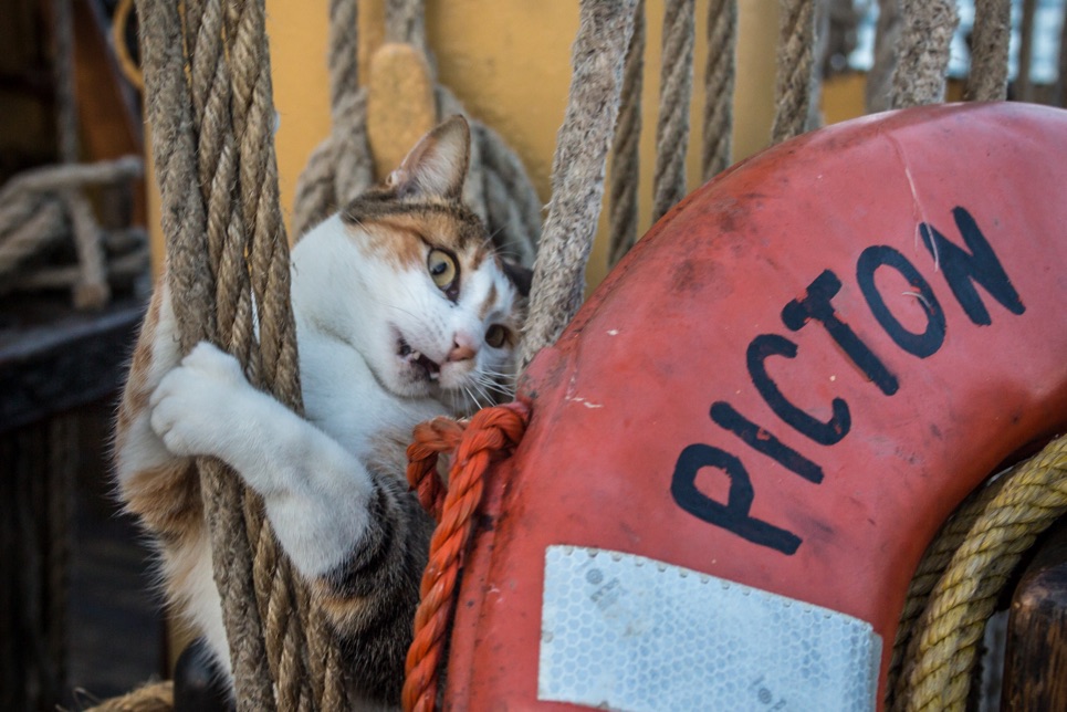 cat on board tall ship